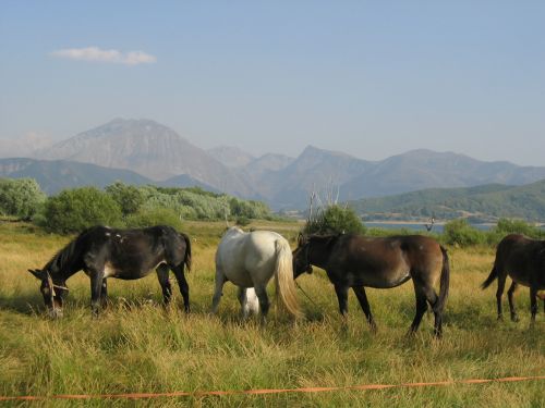 trekking con i muli-49.JPG